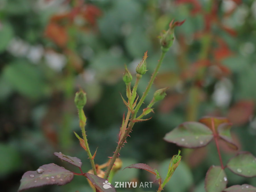 雨后初晴的玫瑰花蕾