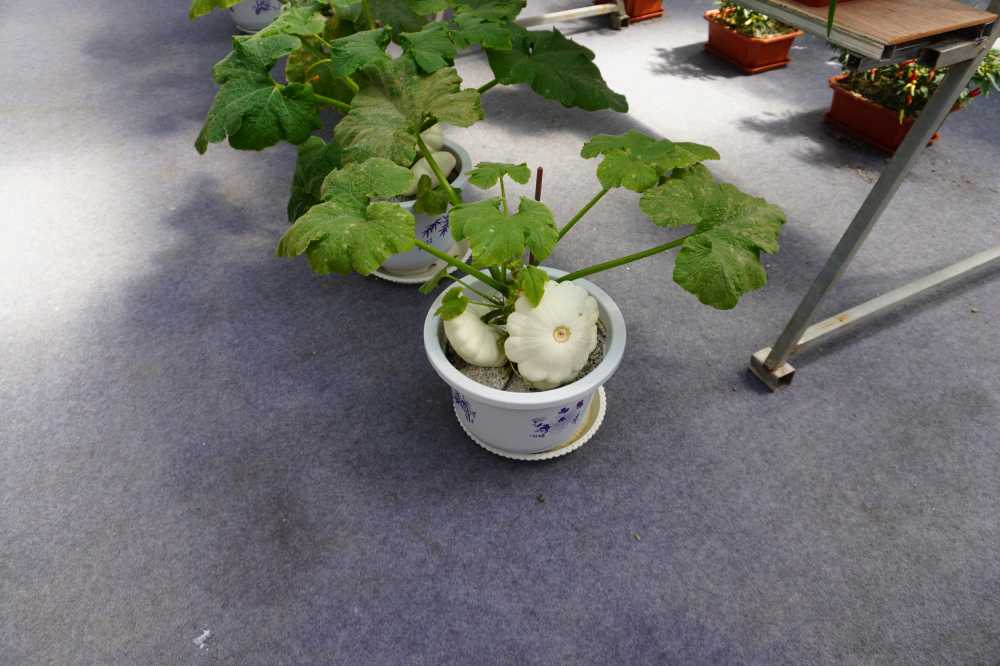 花和植物