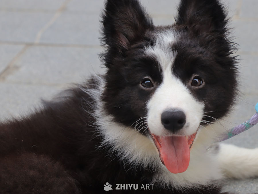 萌宠边境牧羊犬