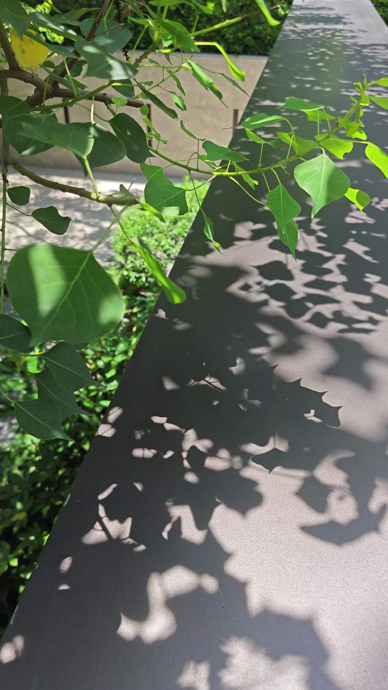 4K夏日阳光风吹叶影