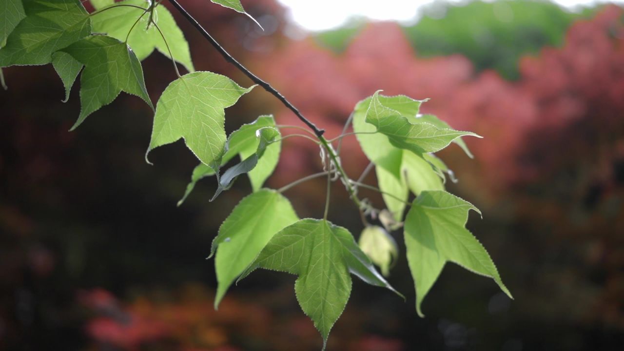 枫香树