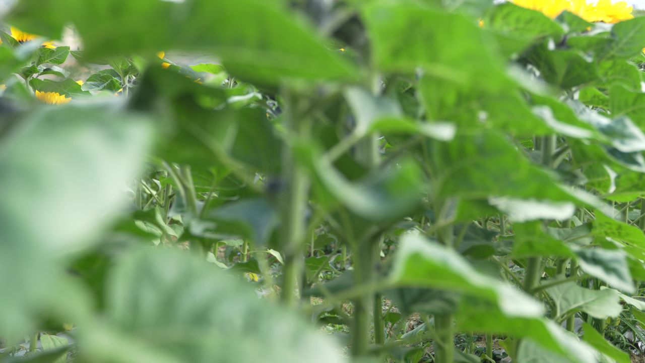 向日葵 13