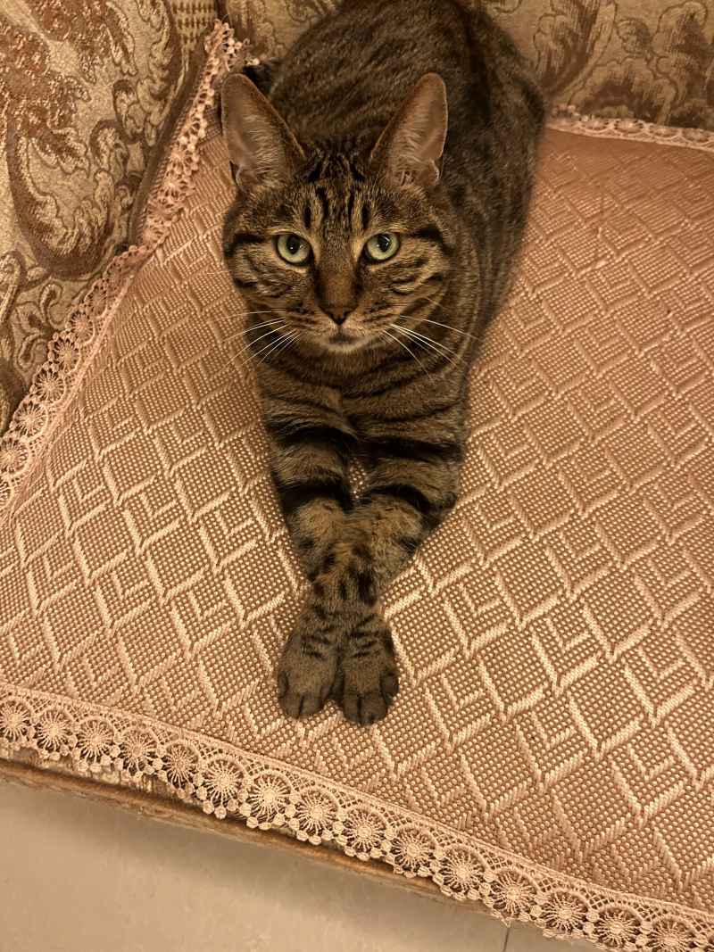 狸花猫