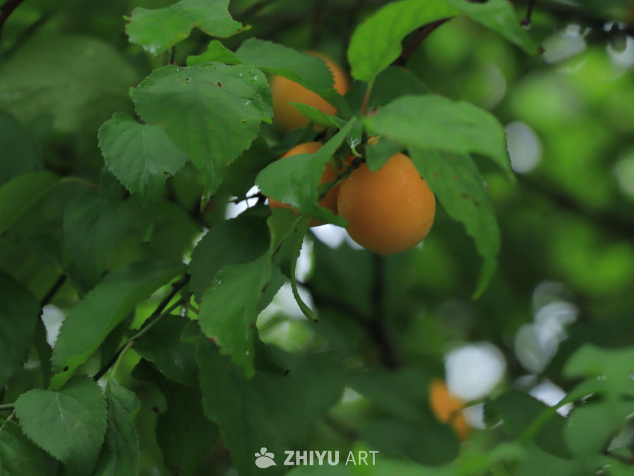 雨后杏树上的果实