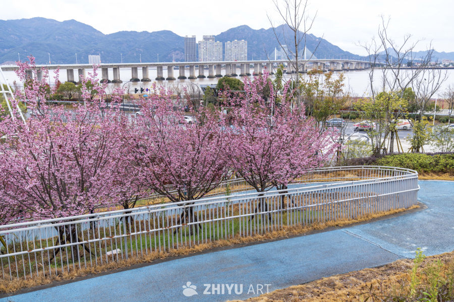 樱花盛开的城市河畔
