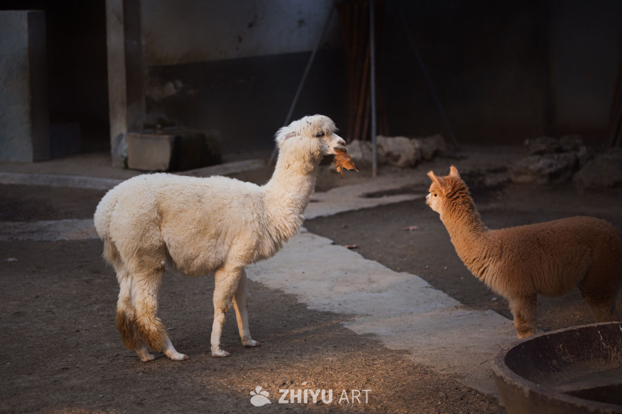 动物园里有什么？