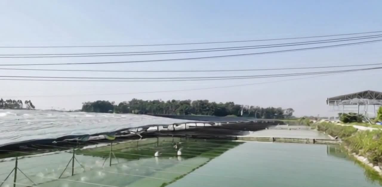 水面覆盖网状物，树木，电线，远处的建筑物