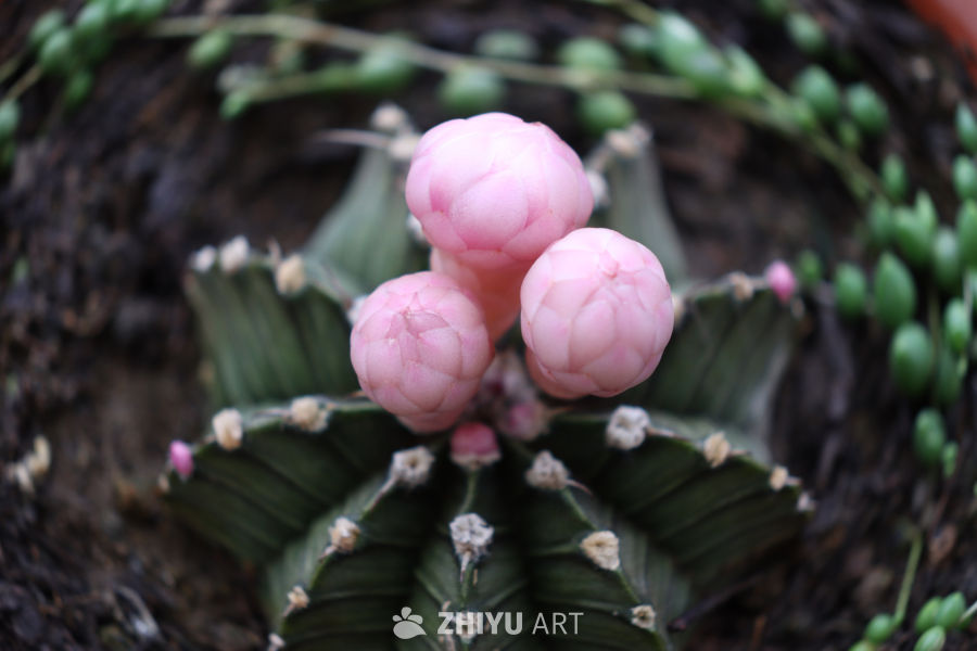 粉色仙人掌的绽放