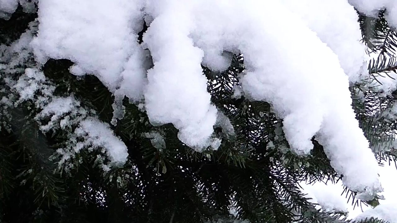 冬季雪弗罗斯特树