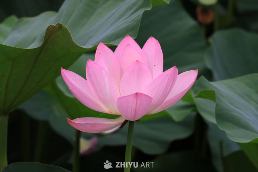 荷花 25
