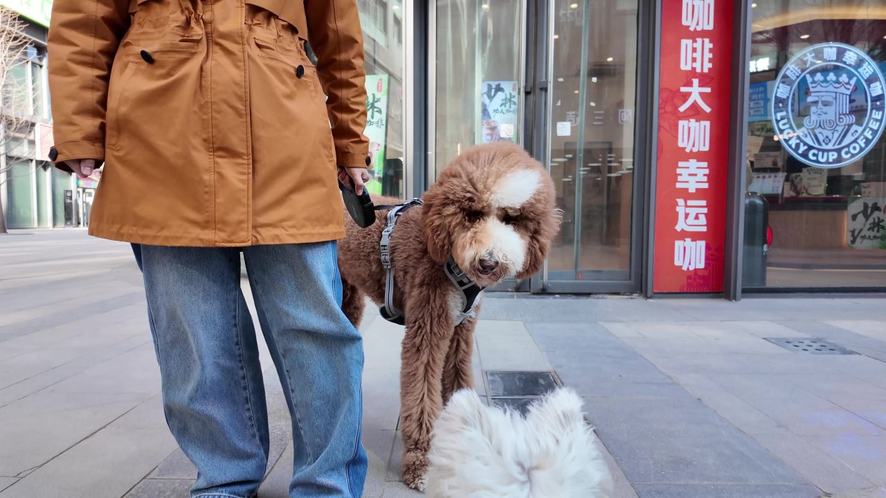 遛狗 西高地 24