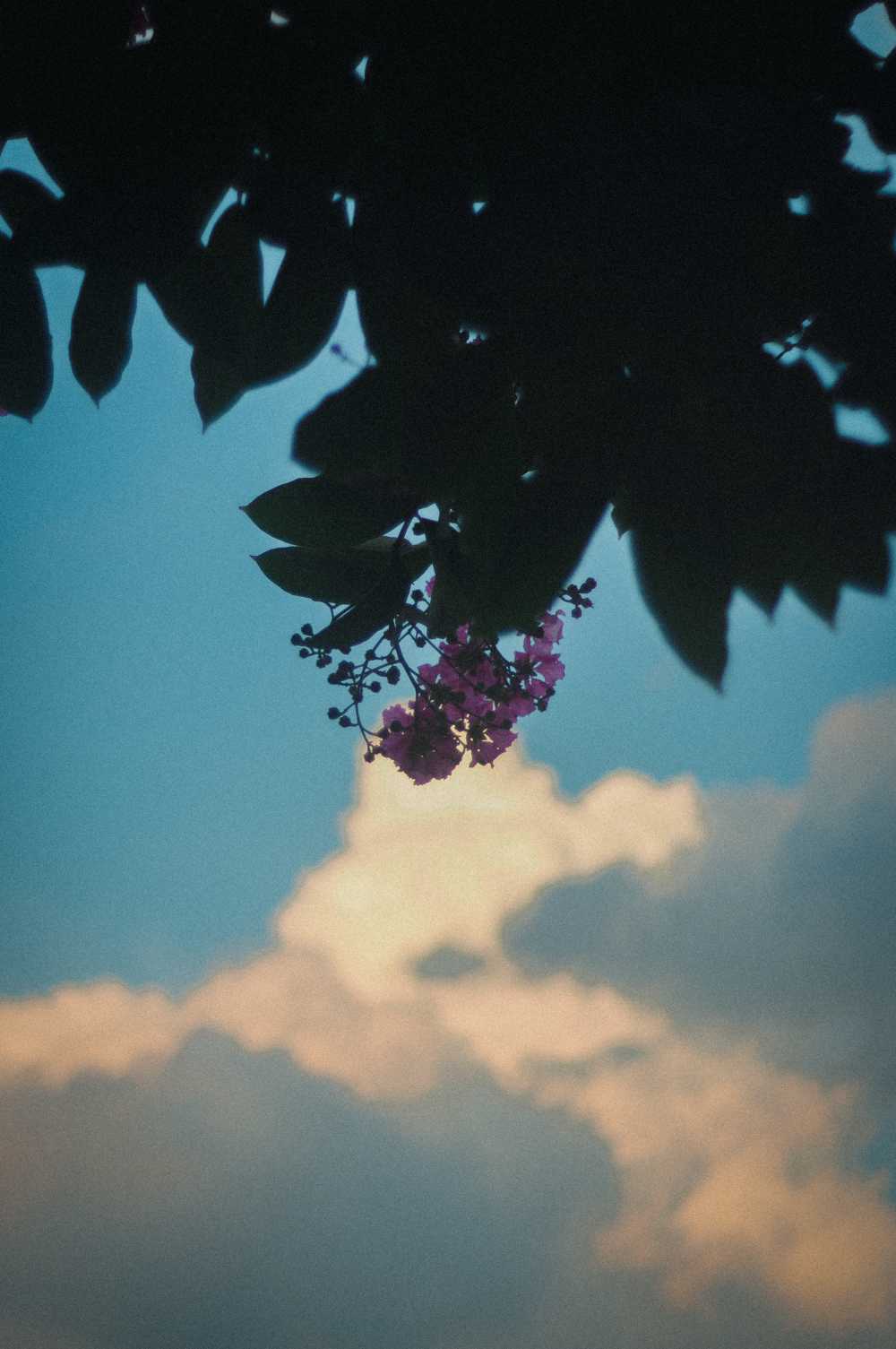 花，太阳，云和你