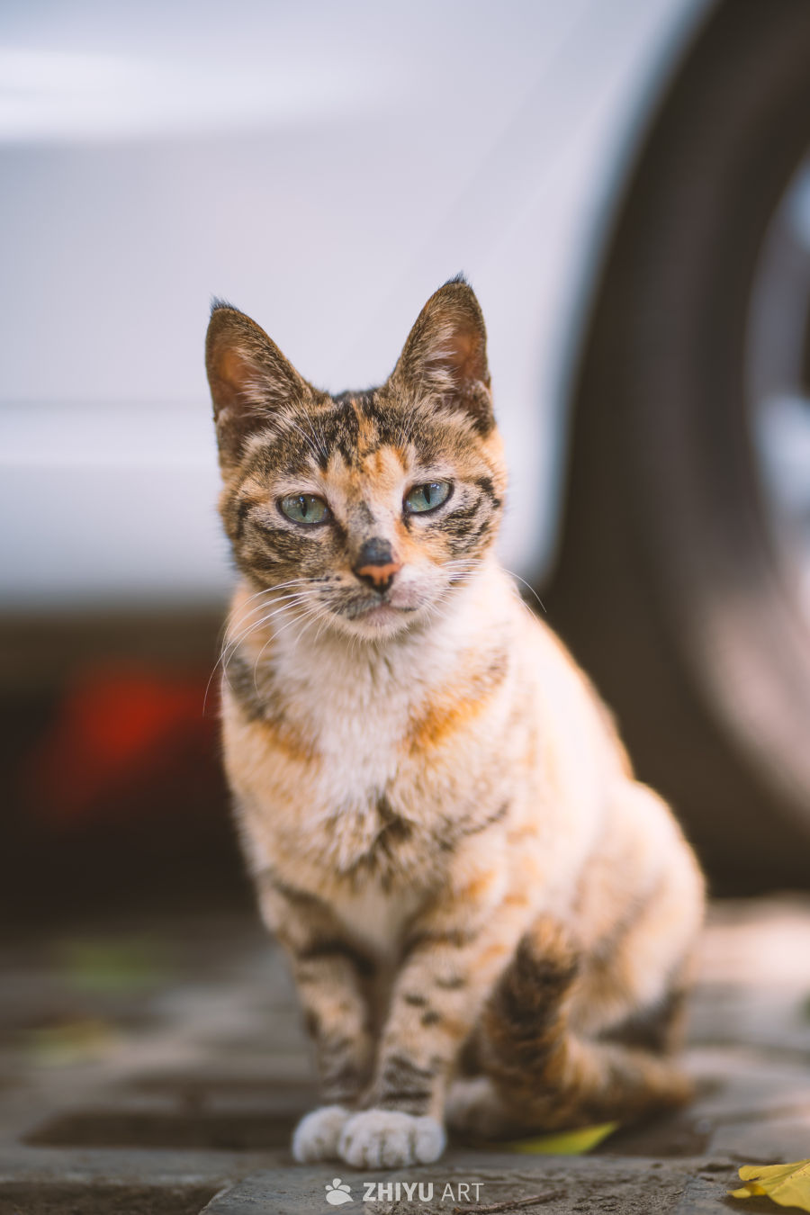 楼下的流浪小猫