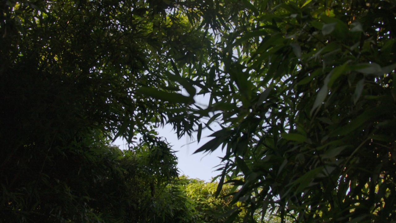竹林深处