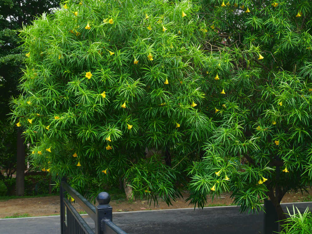 河边的黄花夹竹桃树