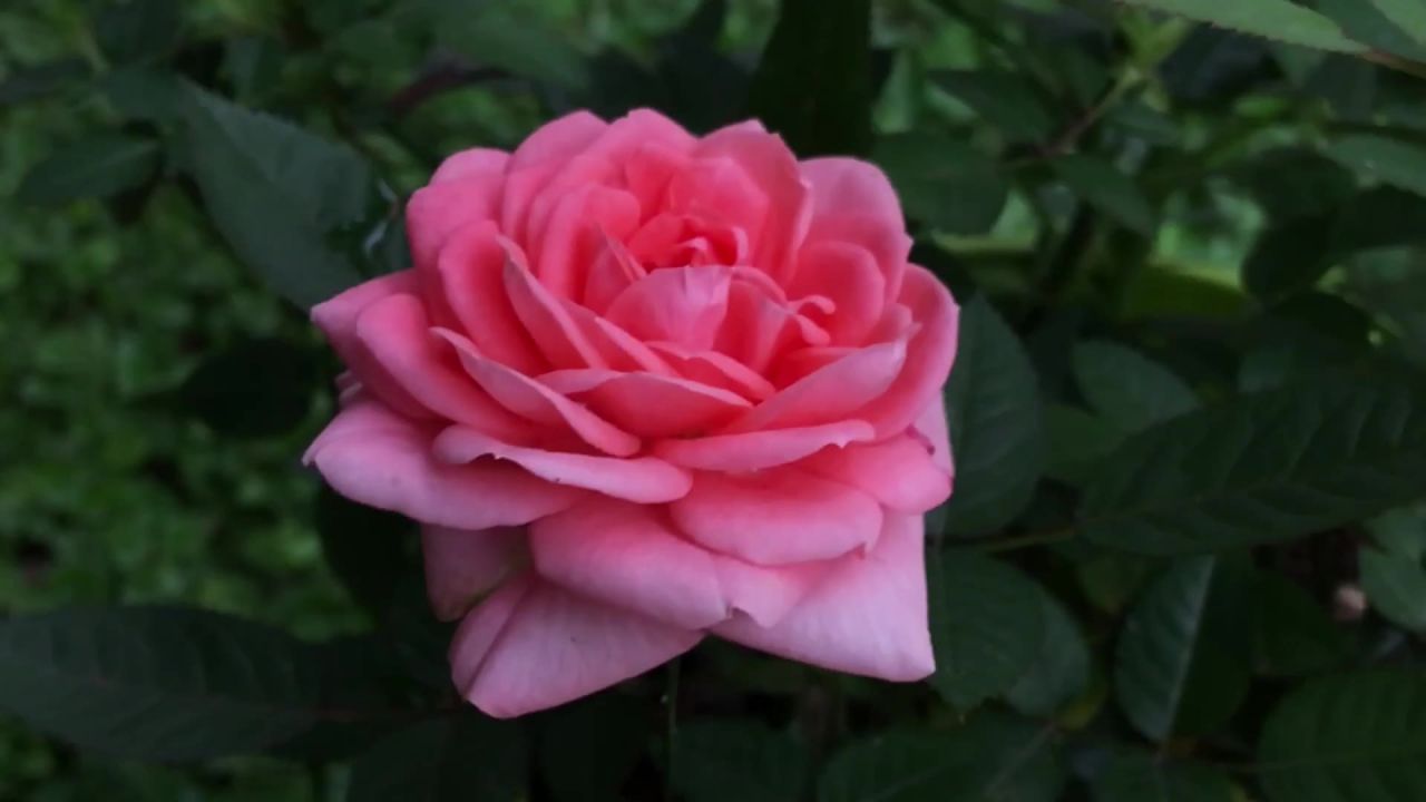 罗莎粉红色的玫瑰