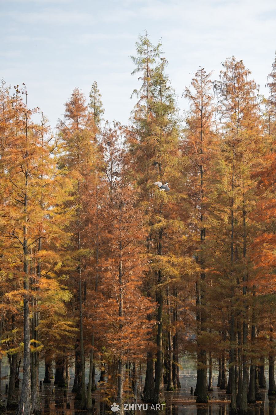 落羽杉水杉林的秋季景观