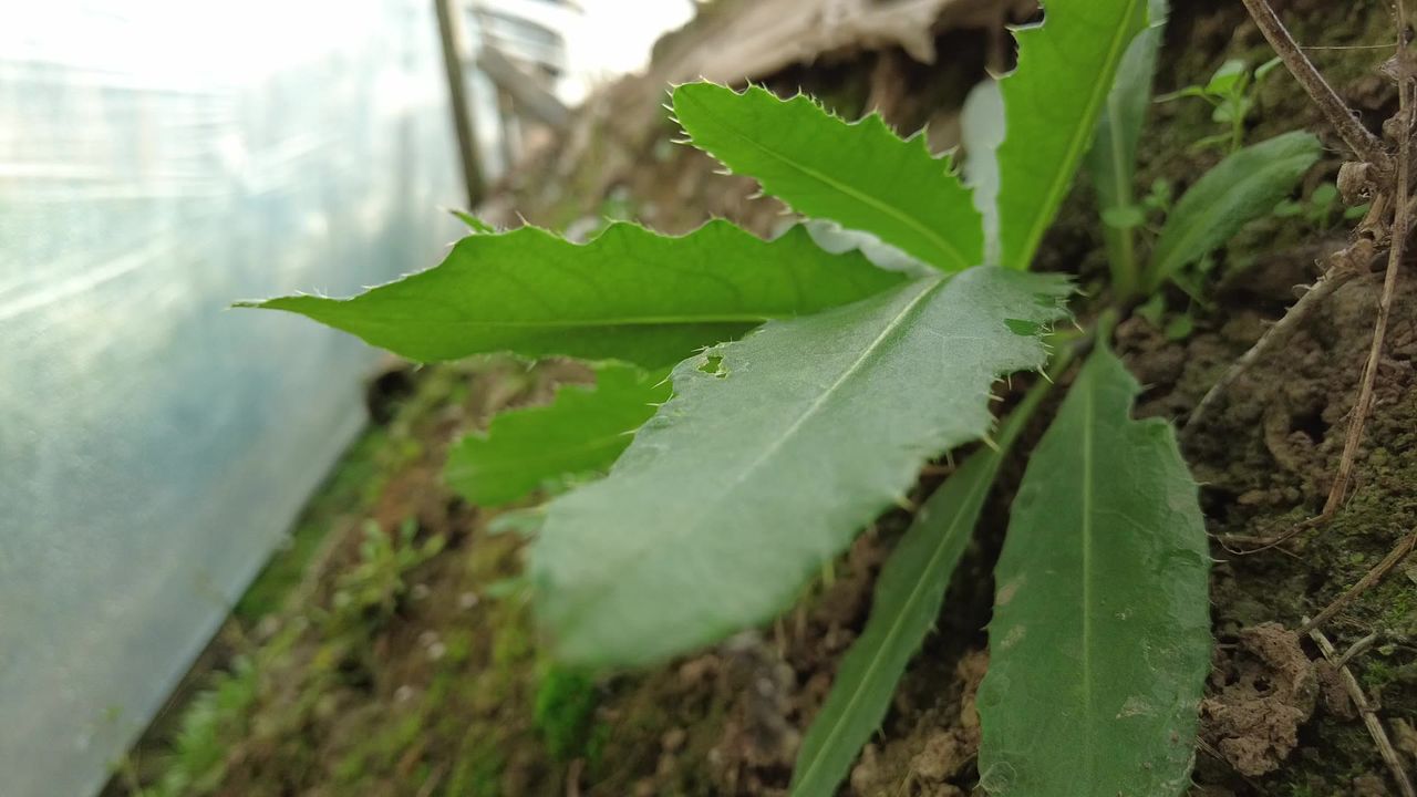 三农农村蔬菜大棚工作生活实拍素材