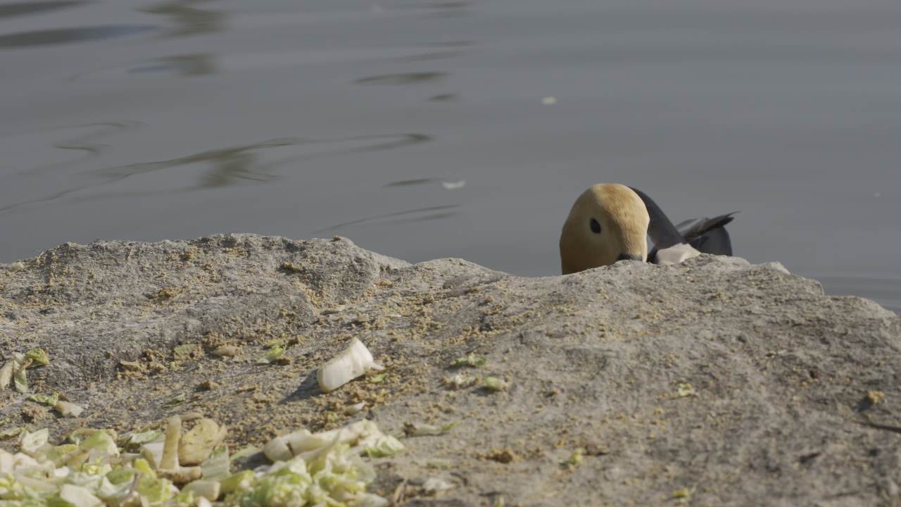 杨府山公园观鸟 28