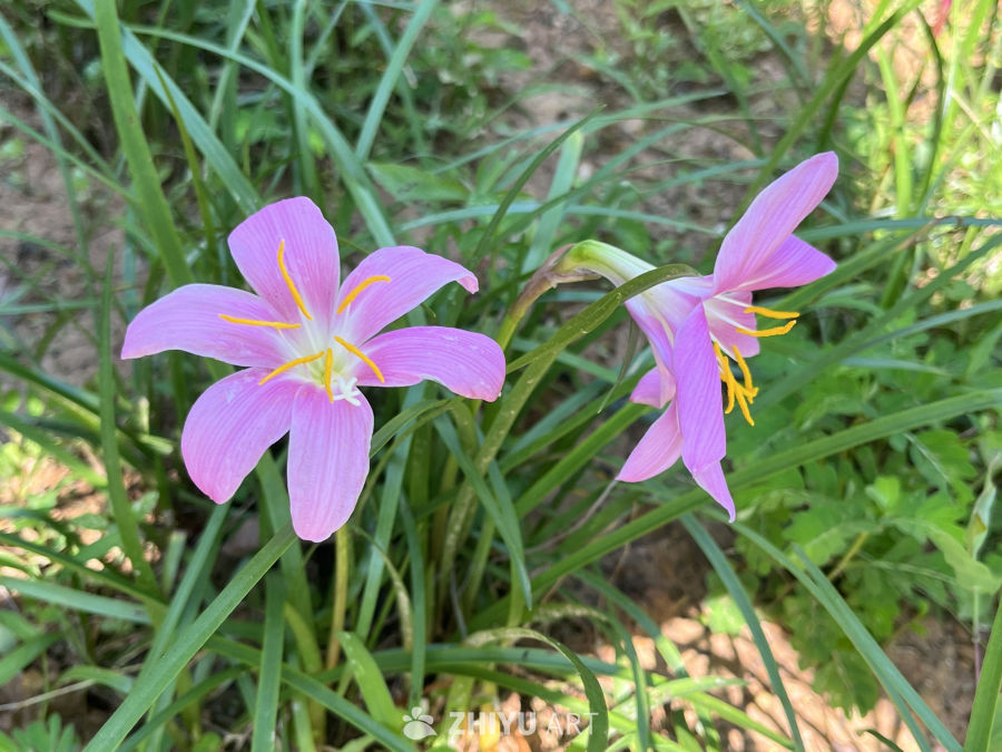 雨后盛开的粉色雨花