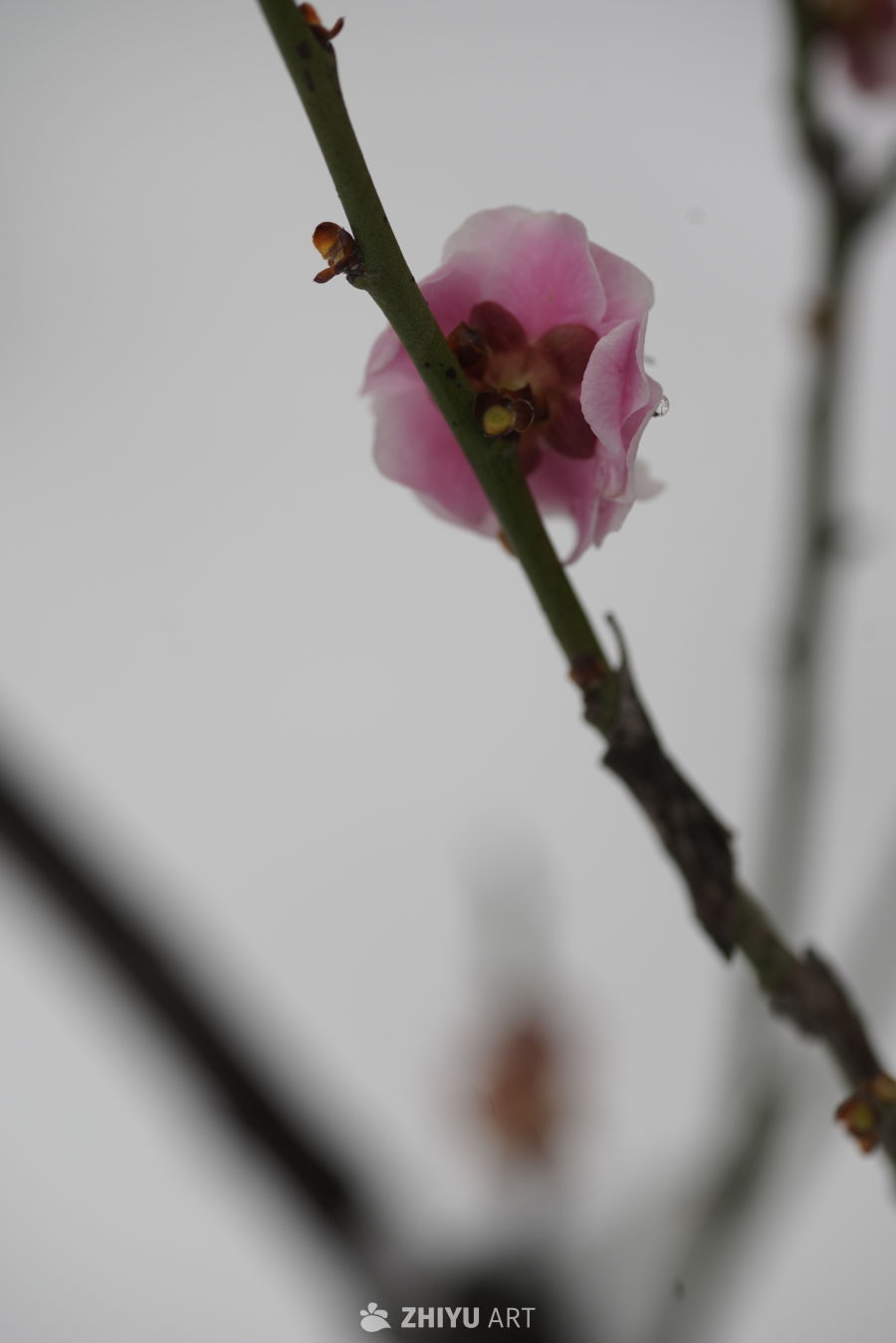 粉花枝头春意浓