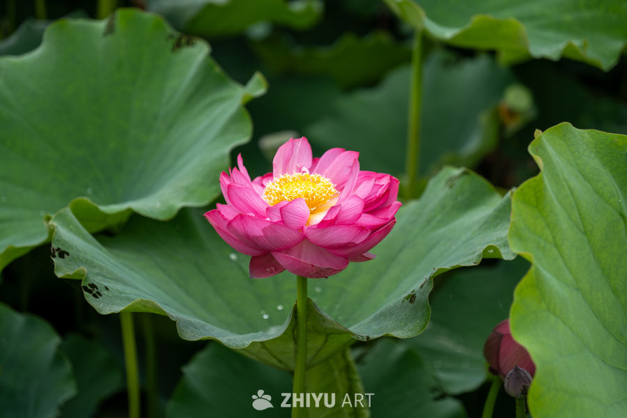 荷花 59