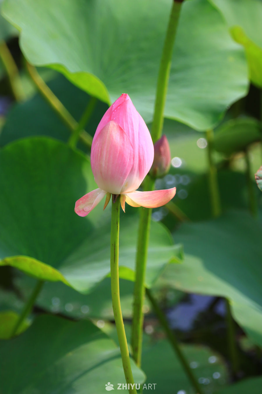 盛夏荷花 122