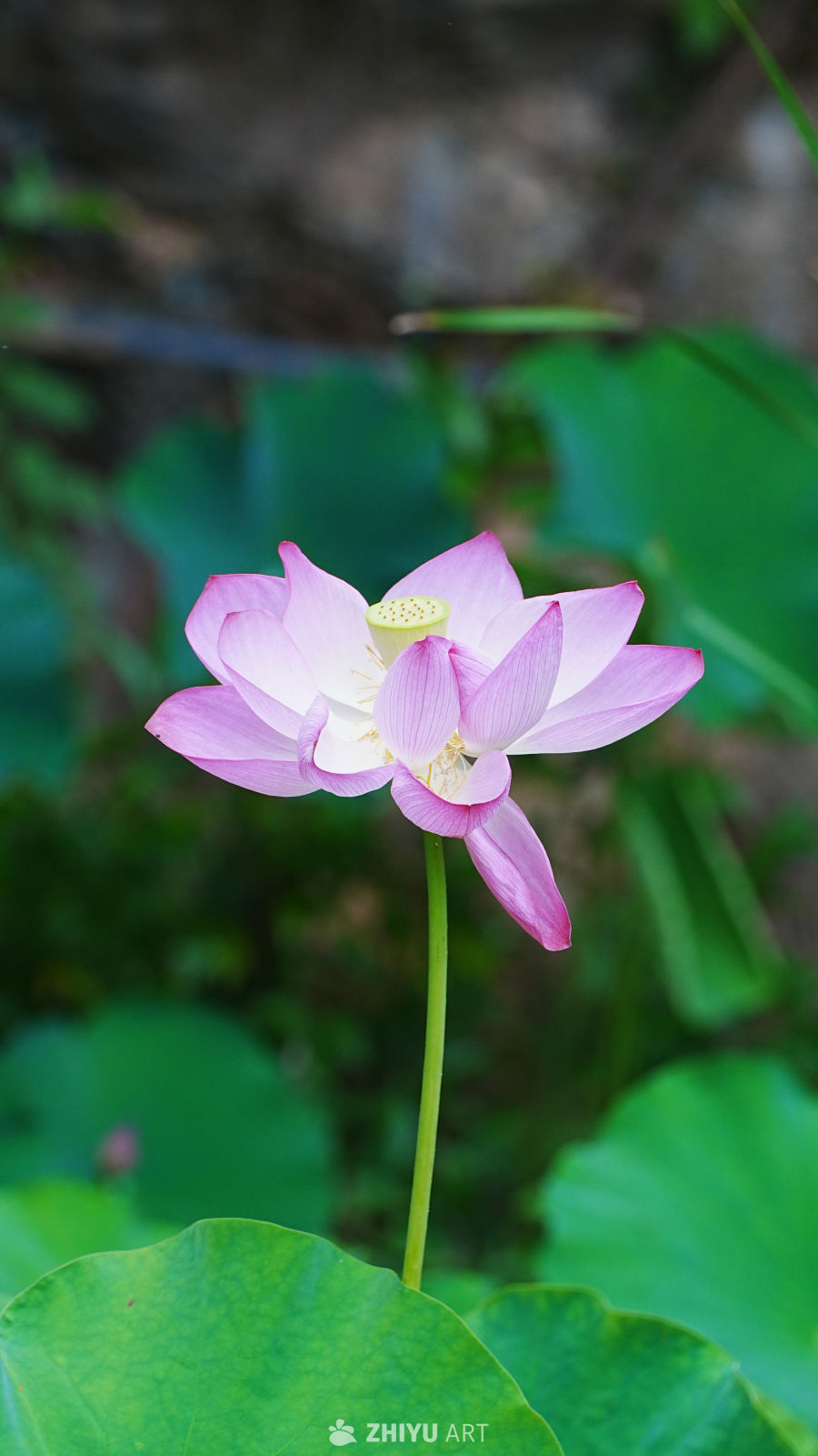粉嫩莲花静谧绽放