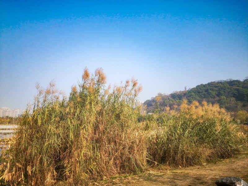 秋天芦苇野草植物摄影图 