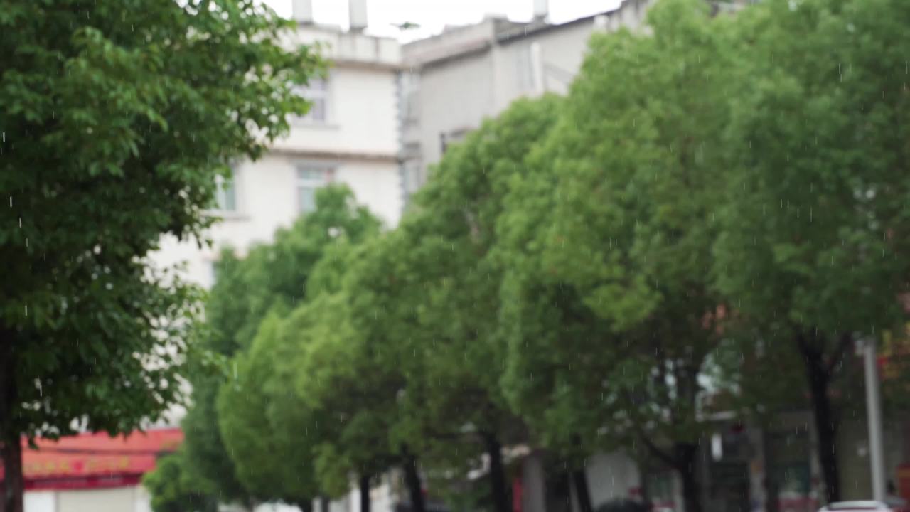 雨中绿树