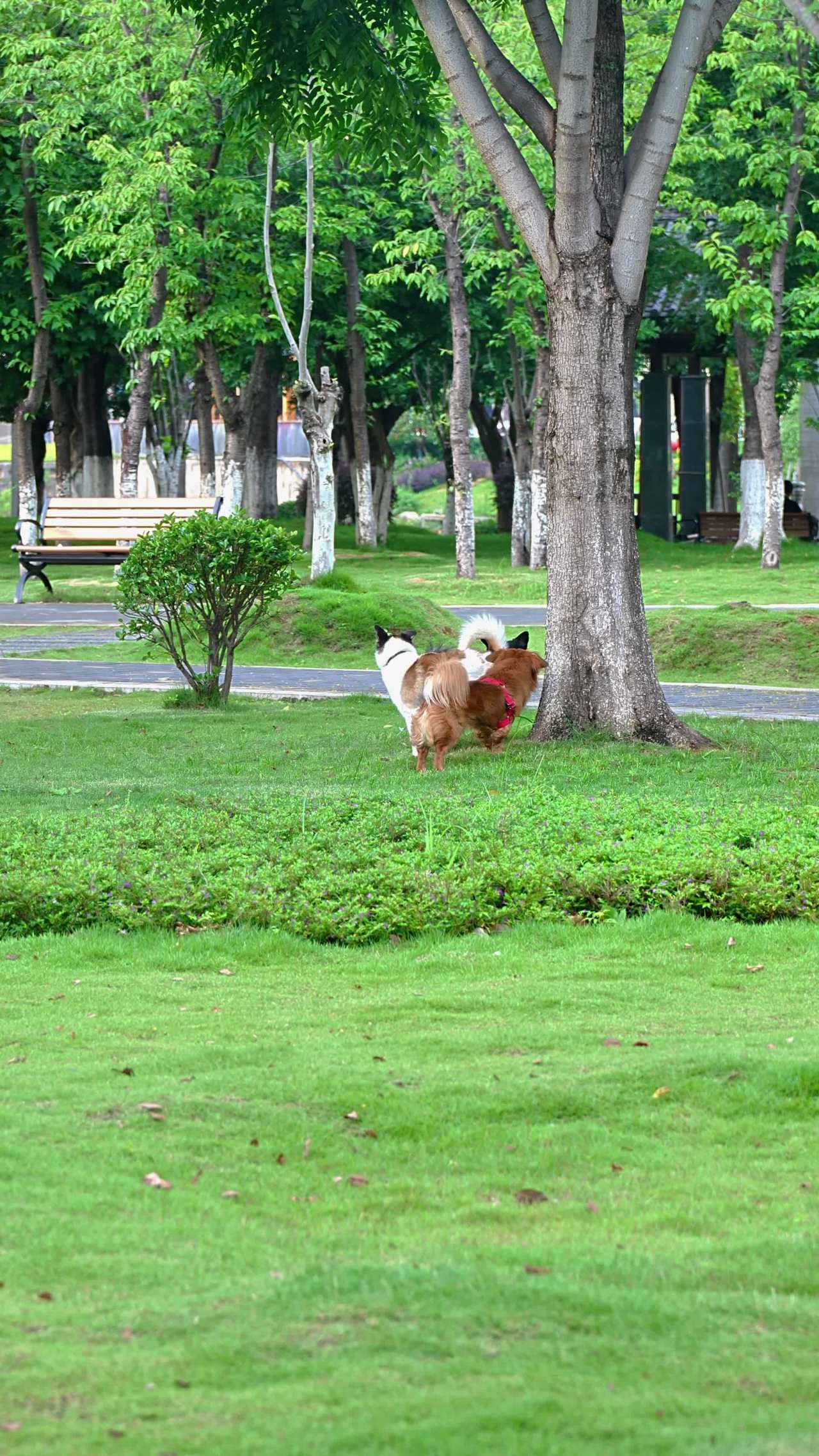 公园里的小狗时光