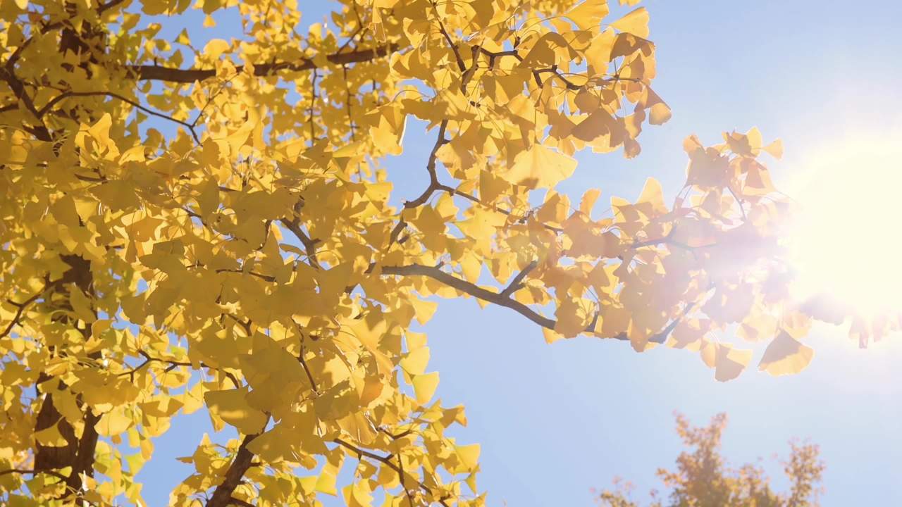 金秋银杏满目金黄 3