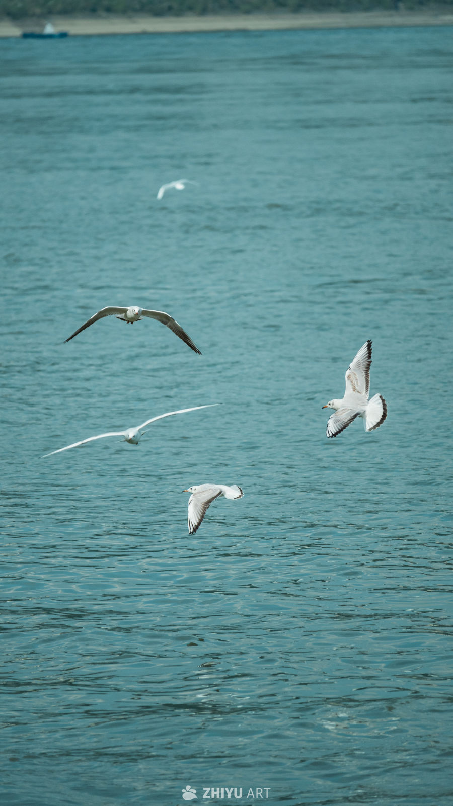 海鸥翱翔水面之上