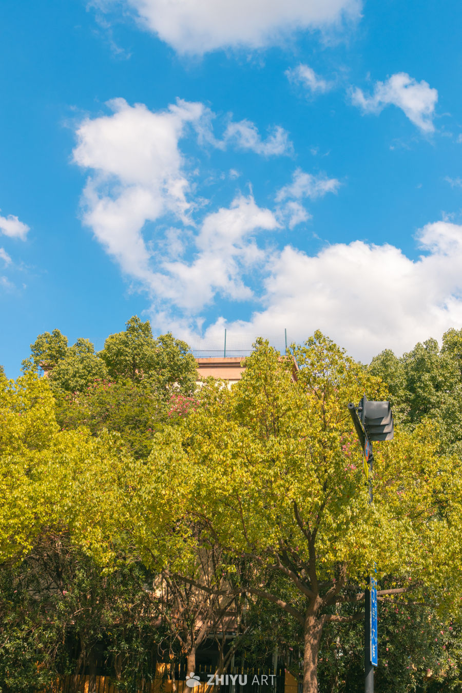 晴空下的绿意盎然