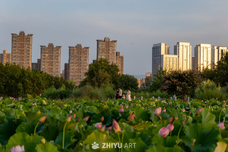 古楼荷花 34