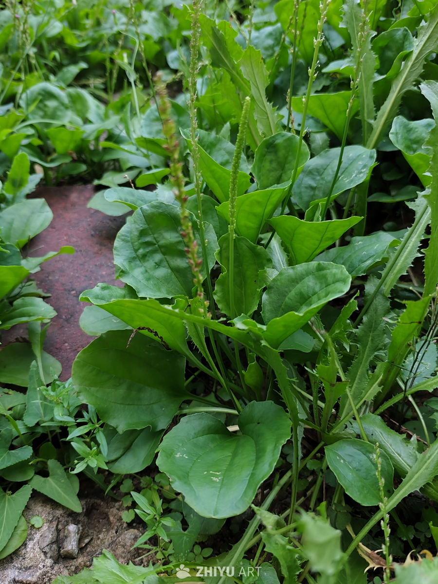 车前草