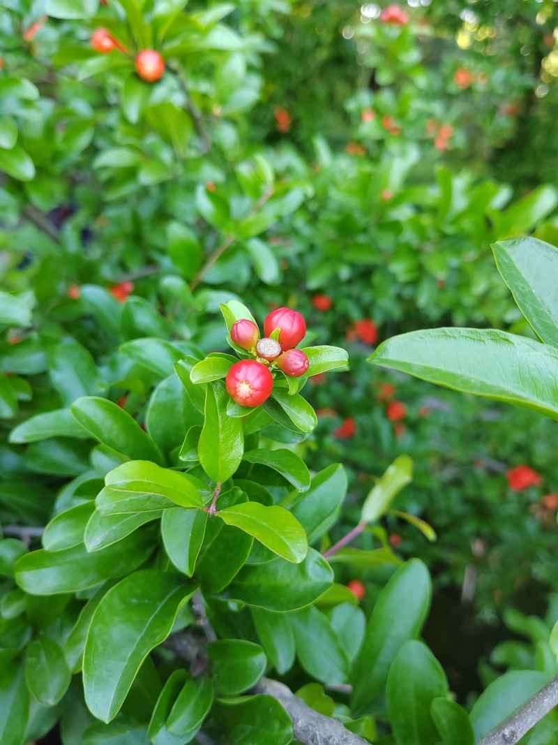 石榴花苞