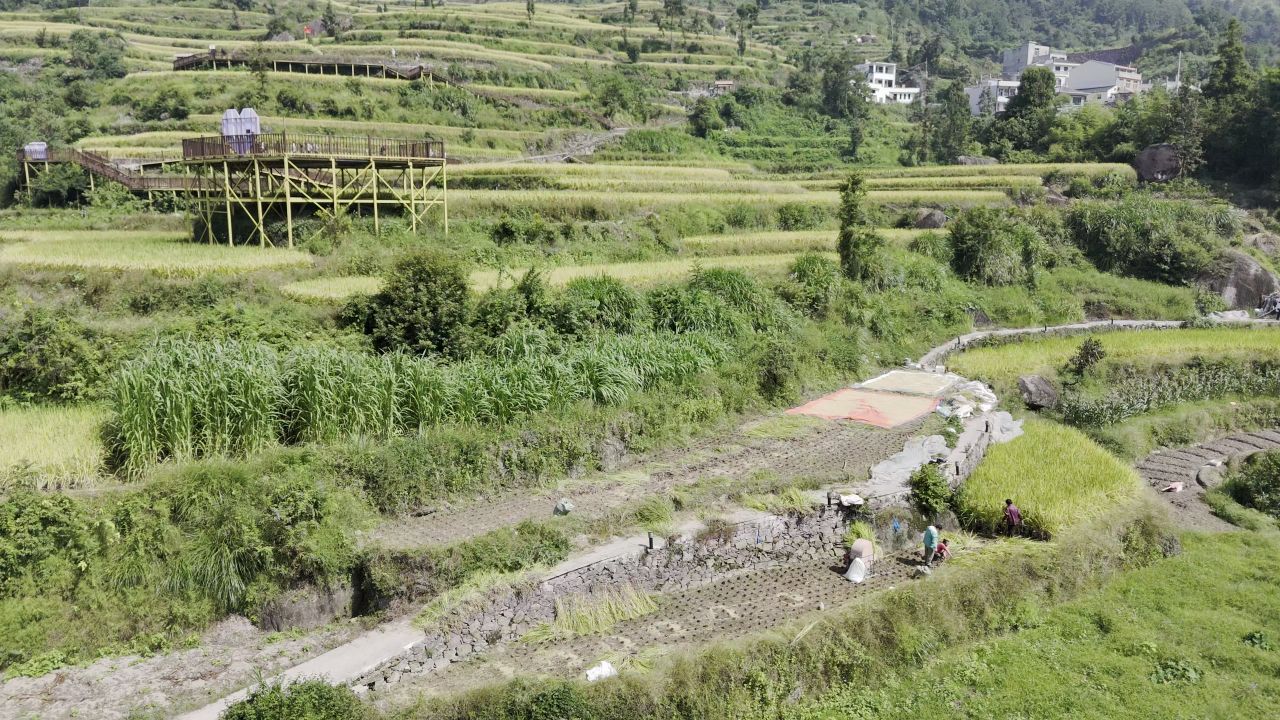 温州中雁荡山与梯田水稻 30