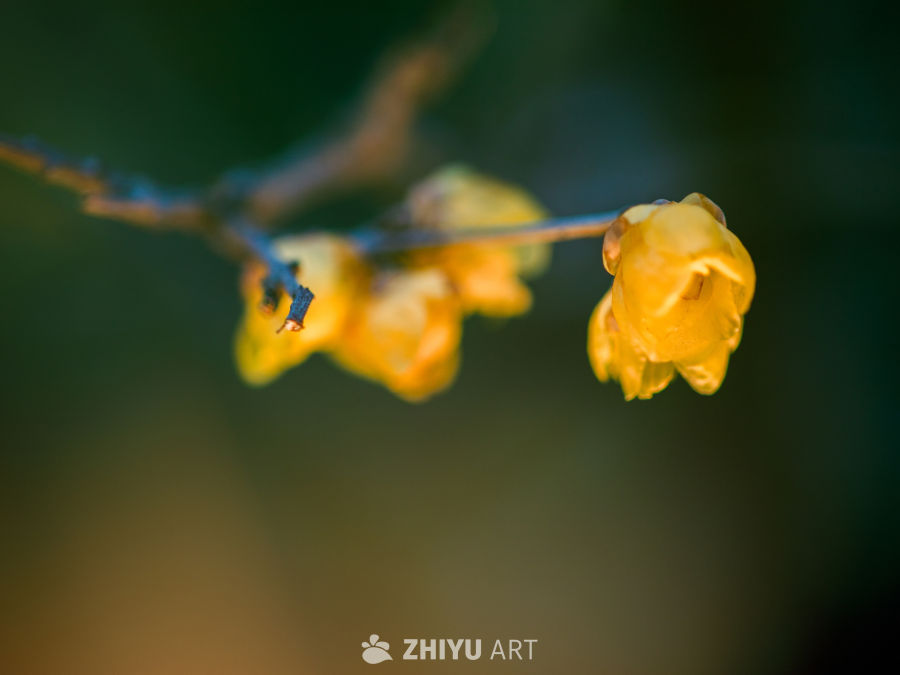 梅花 2