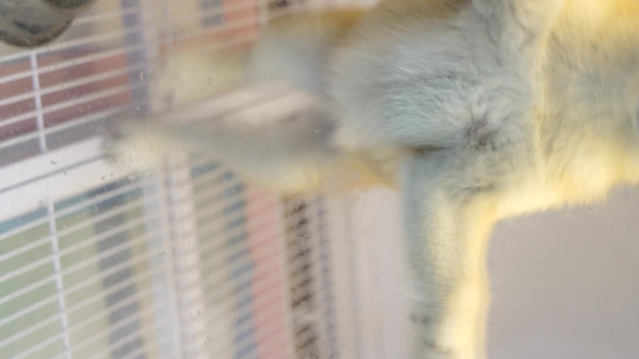 柴犬萌幼仔