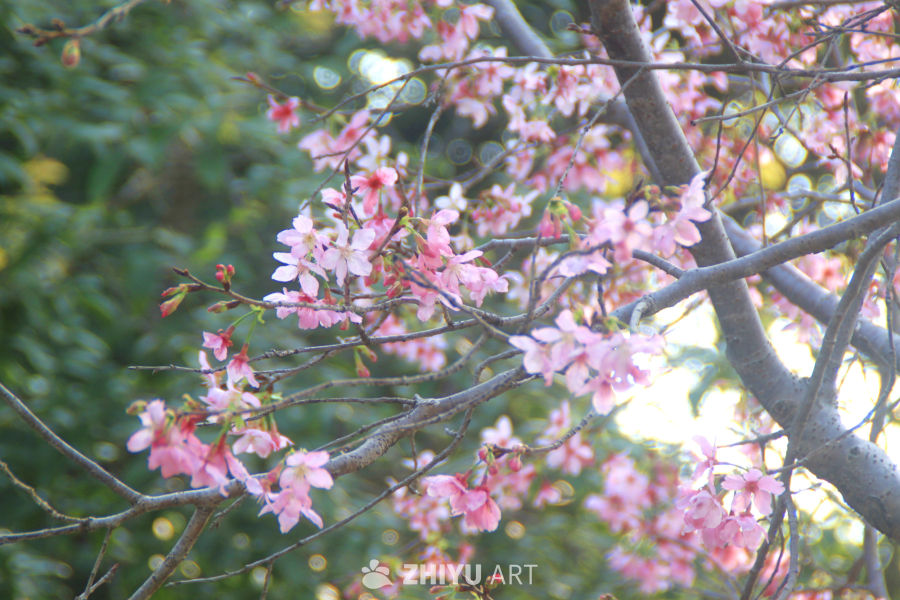 春天当然要拍花
