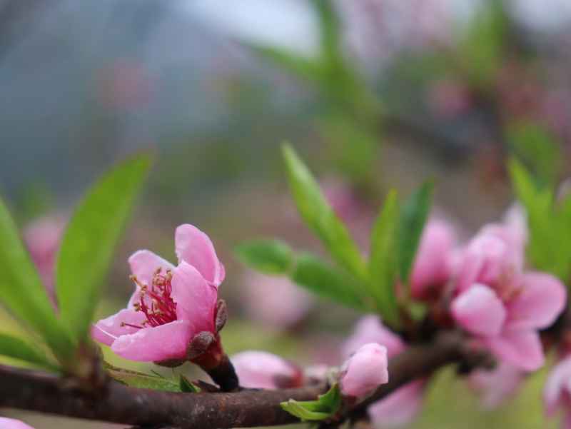 春色桃花相映开 6