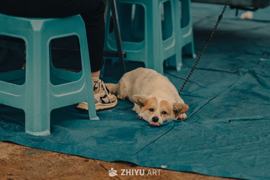 小狗躺卧蓝布上吐舌萌态