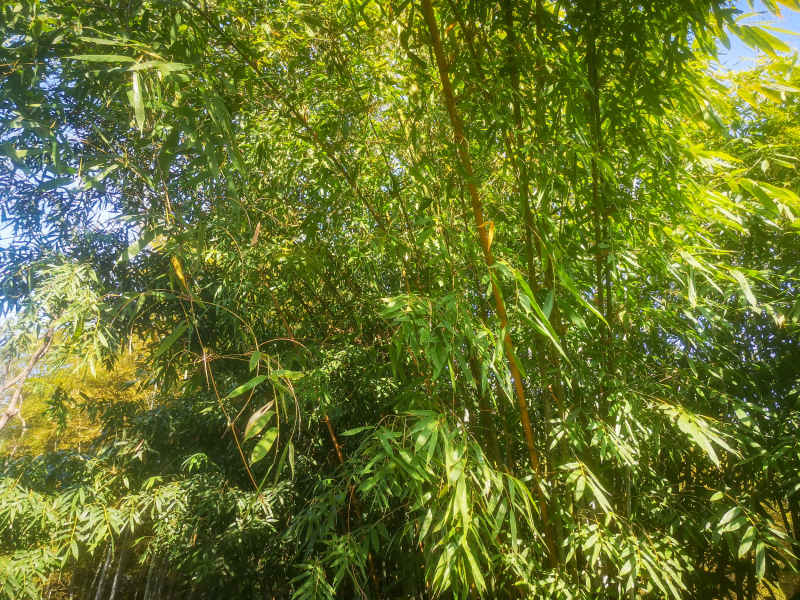 竹林竹叶植物摄影图 