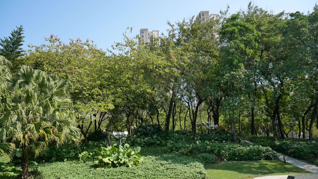 公园的蒲葵羊蹄甲和小叶榄仁