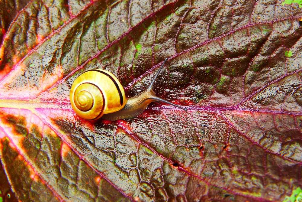 猎人蜗牛植物叶