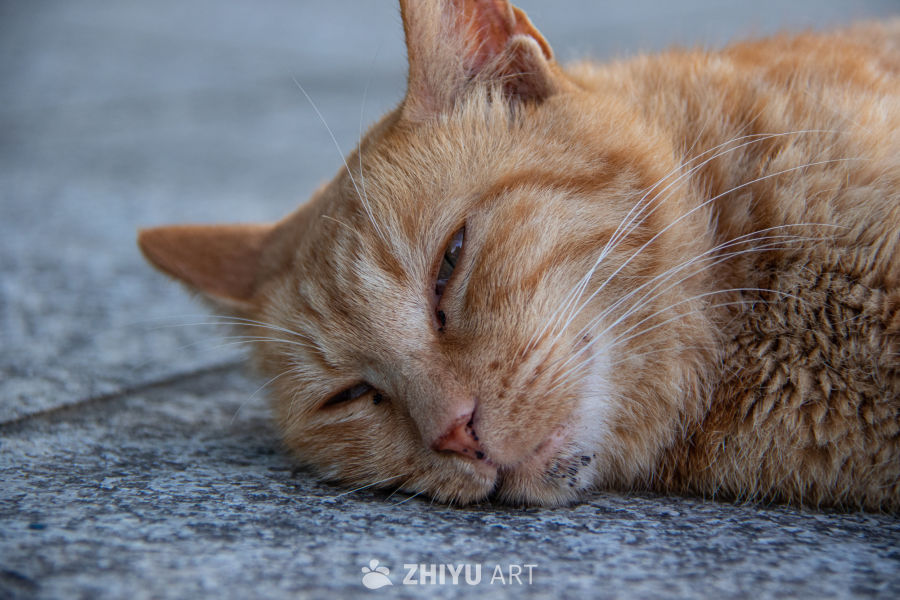 猫 9