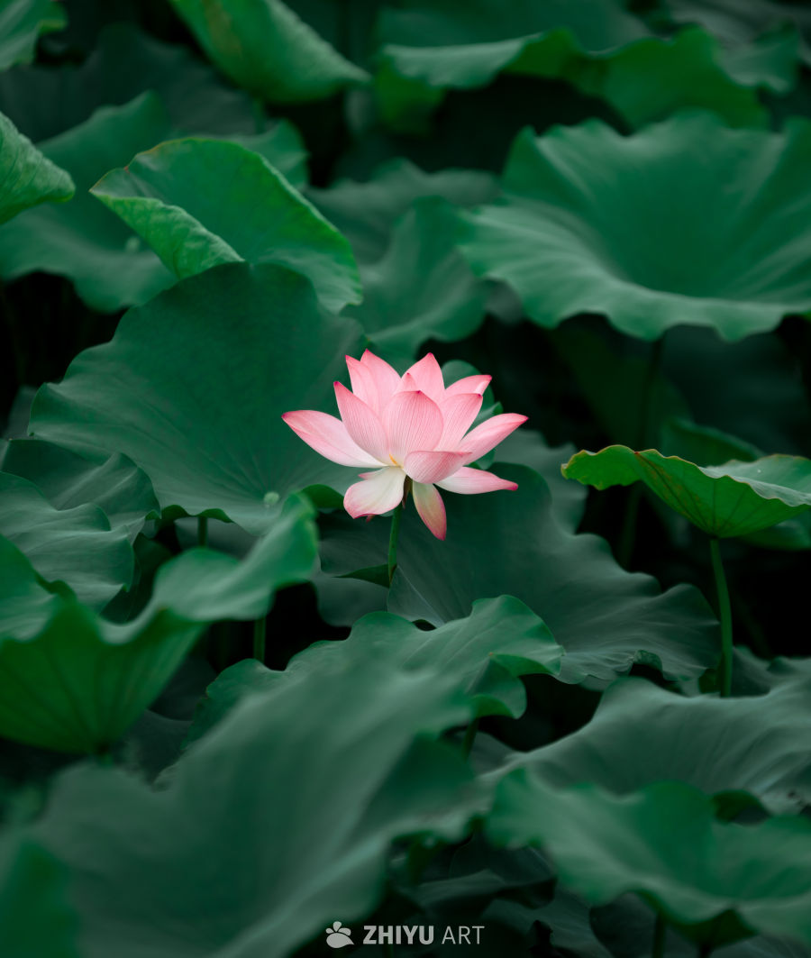 荷花 14