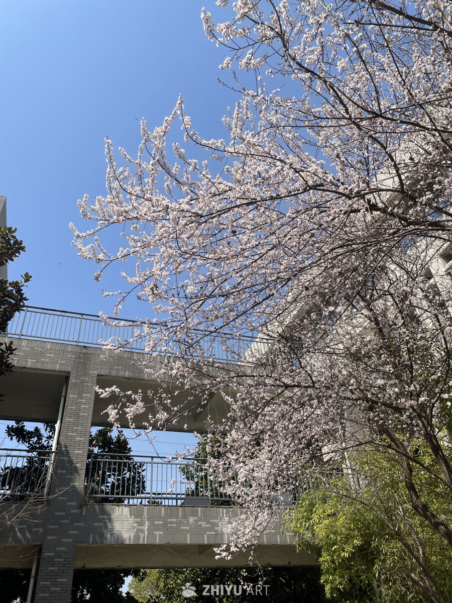 春季花卉 2