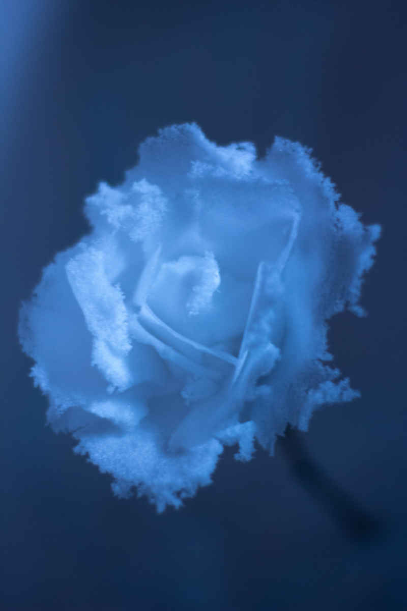 雪玫瑰🌹